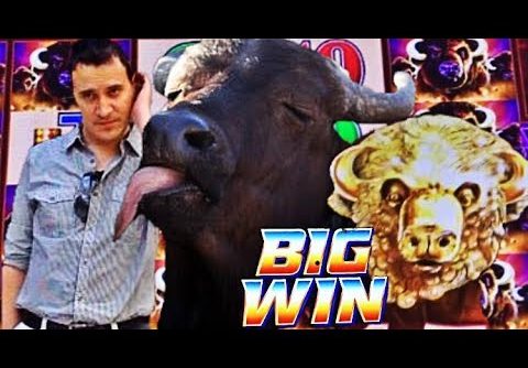 😍 BUFFALO LOVES ME! 😂  BUFFALO GOLD slot machine SUPER BIG WINS!