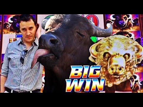 😍 BUFFALO LOVES ME! 😂  BUFFALO GOLD slot machine SUPER BIG WINS!