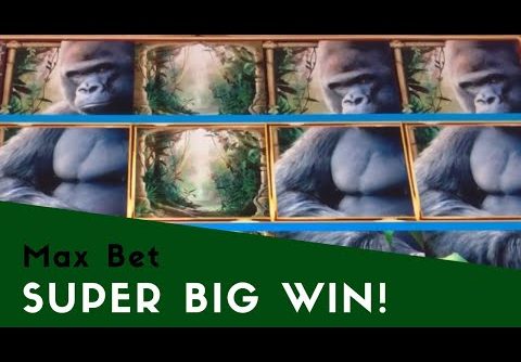 Queen of the Wild – Max Bet – SUPER BIG WIN!(and several other big win bonuses)