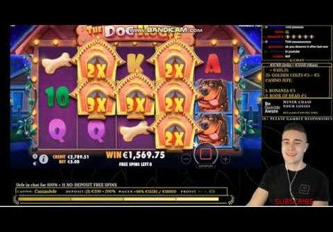 New  Record win The Dog House slot