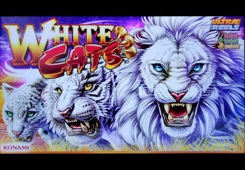 SUPER BIG WIN on WHITE CATS SLOT POKIE BONUSES by KONAMI PECHANGA CASINO