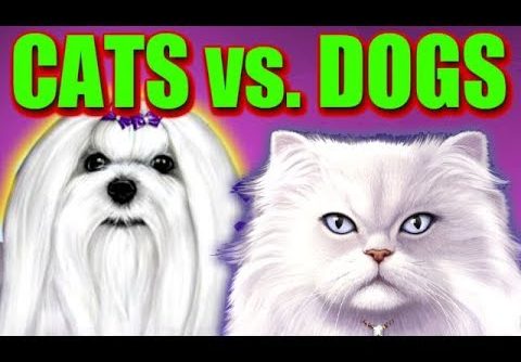 **SUPER BIG WINS CATS VS DOGS** SLOT MACHINE BONUS WINS #BAM!