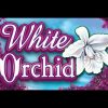 MEGA WIN!!! Re-trigger on White Orchid bonus!!! Hi limit slot!!
