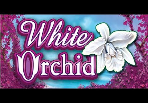 MEGA WIN!!! Re-trigger on White Orchid bonus!!! Hi limit slot!!