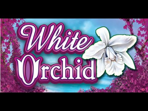 MEGA WIN!!! Re-trigger on White Orchid bonus!!! Hi limit slot!!