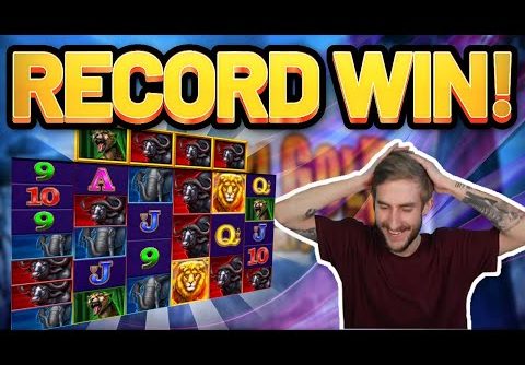 RECORD WIN! Safari Gold BIG WIN – Online Slots from Casinodaddys live stream