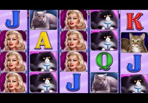 100 Cats slot – Mega win!