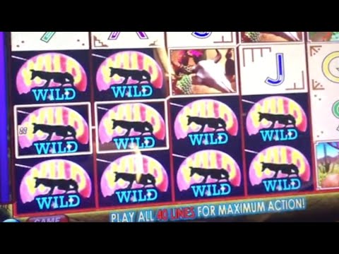 ** Super Big Win ** Coyote Moon n Others ** SLOT LOVER