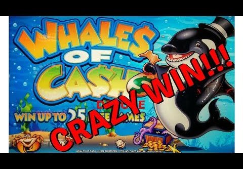 MASSIVE UNBELIEVABLE HANDPAY on WHALES OF CASH DELUXE SLOT MACHINE POKIE SEMINOLE HARD ROCK