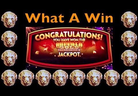 💰 BUFFALO GOLD JACKPOT Wonder 4 Wheel Slot Machine Very Big Win Aristocrat Pokie Machine 버팔로 슬롯 머신