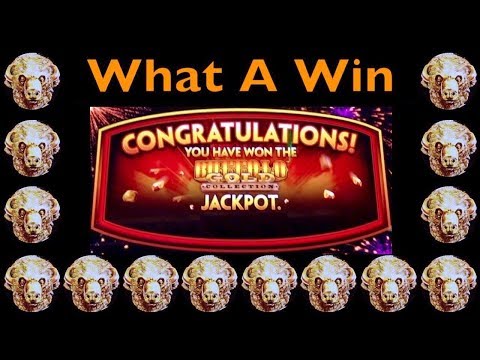 💰 BUFFALO GOLD JACKPOT Wonder 4 Wheel Slot Machine Very Big Win Aristocrat Pokie Machine 버팔로 슬롯 머신