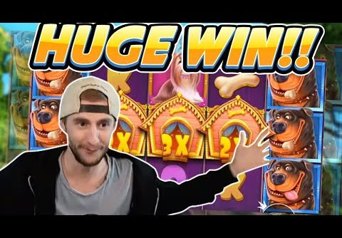 HUGE WIN! Dog House Big win – Online Slot from Casinodaddy Live Stream