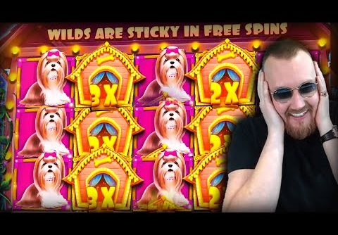 Streamer Insane New Big Win on Dog House slot – TOP 5 Biggest wins of the week