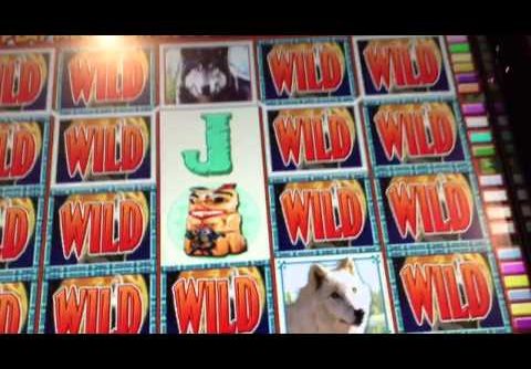Wolf Run Slot GOING WILD $$$ – Very BIG Win @ Bellagio Casino Las Vegas