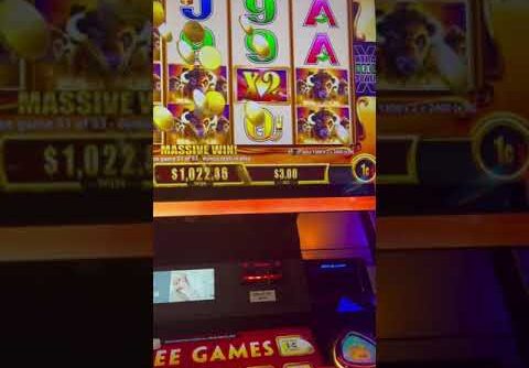 Buffalo Gold massive win #slot #buffalo #bigwin #casino