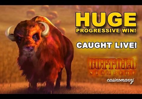 Buffalo Stampede Slot **HUGE PROGRESSIVE WIN** – Slot Machine Bonus