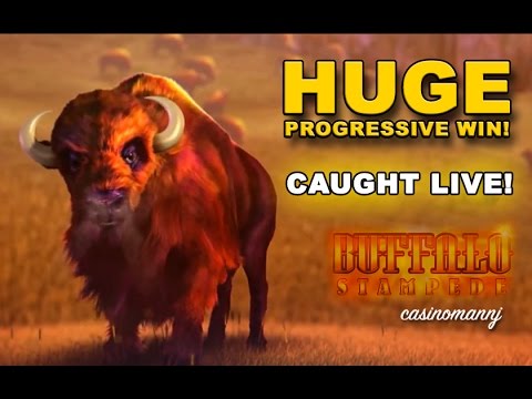 Buffalo Stampede Slot **HUGE PROGRESSIVE WIN** – Slot Machine Bonus