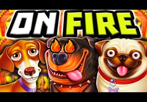 THE DOG HOUSE MEGAWAYS 🐶 SLOT IS BROKEN 😱 MEGA BIG WINS AND HUGE PROFIT BACK TO BACK OMG‼️