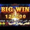 WILD BUFFALO ultra mega win ربح ولا اروع🤫🤫