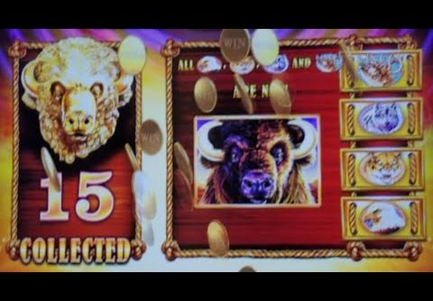 HUGE WIN and ALL 15 BUFFALO HEADS on BUFFALO GOLD SLOT MACHINE POKIE – NORWEGIAN JOY CRUISE SHIP