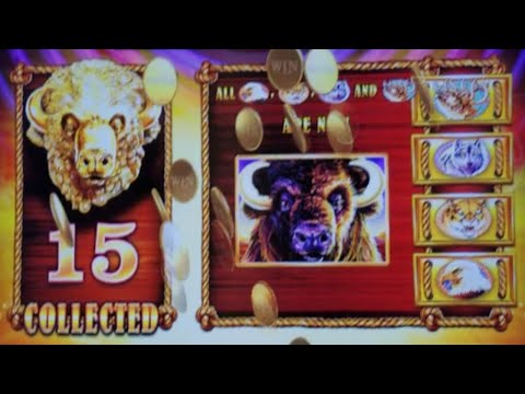 HUGE WIN and ALL 15 BUFFALO HEADS on BUFFALO GOLD SLOT MACHINE POKIE – NORWEGIAN JOY CRUISE SHIP