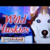 TOO MANY FREE GAMES!  BIG WIN on WILD HUSKIES + MORE CHILLI SLOT MACHINE POKIES BONUSES!