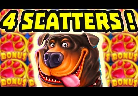 THE DOG HOUSE MEGAWAYS 🐶 SLOT BIG WINS SO MANY 4 SCATTER BONUS BUYS 😱 OMG THIS IS EPIC‼️