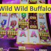 Wild Wild Buffalo super Big Win! Aristocrat