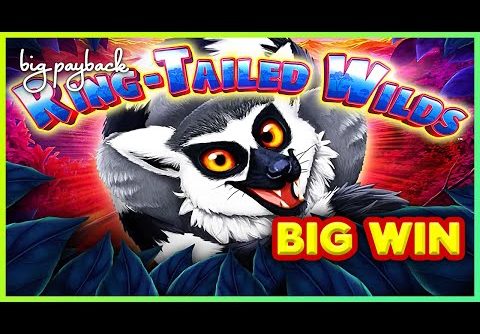 Ring-Tailed Wilds Slot – BIG WIN FEATURE, LOVED IT!