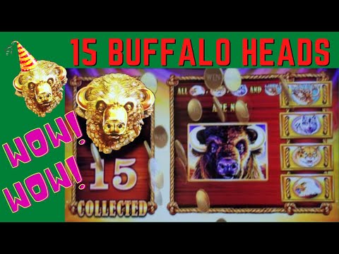 HUGE WIN with15 BUFFALO HEADS on BUFFALO GOLD SLOT MACHINE POKIE – NORWEGIAN JOY CRUISE SHIP