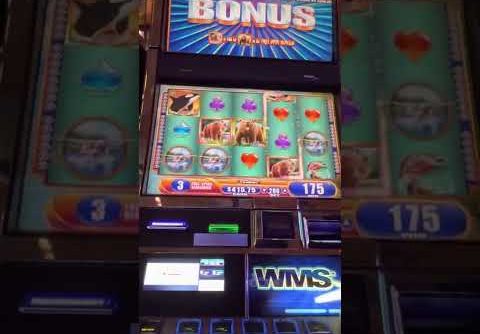 WMS KODIAK ISLAND SLOT BIG WIN