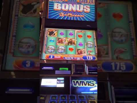 WMS KODIAK ISLAND SLOT BIG WIN