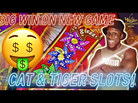 🔥 NEW GAME! BIG WIN ON CAT & TIGERS SLOTS!!!! #winstar #casino #gambling #bonus #fyp #slots