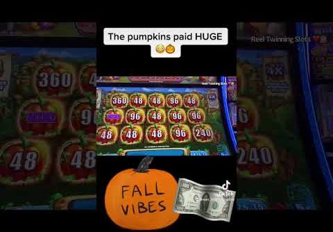 HUGE PUMPKIN PAYDAY #shorts #shortsvideo #shortsfeed