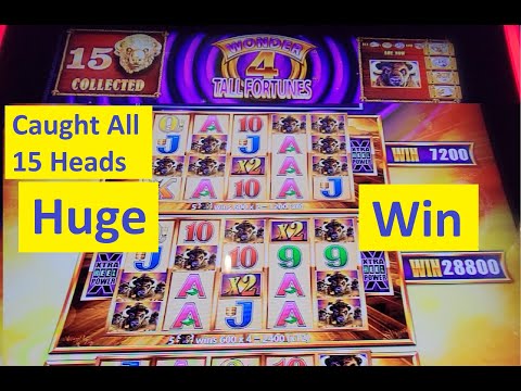 Huge Win! Caught all 15 Heads! Buffalo Gold Tall Fortunes