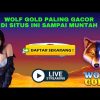 LIVE WOLF GOLD BIG WIN SLOT GACOR HARI INI