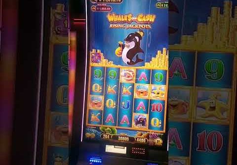 Biggest Win in History for Whale of Cash Slot Machine #casino #shorts