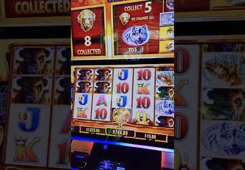 Buffalo Gold Slot BIG WIN