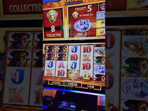 Buffalo Gold Slot BIG WIN