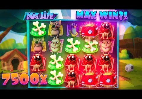 I HIT MAX WIN ON PUG LIFE?!? *NEW HACKSAW GAMING SLOT*