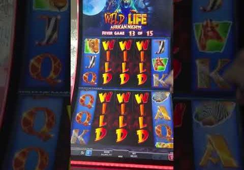 !!INSANE!! 6K$ WILD LIFE SLOT MACHINE BIGGEST ON YOUTUBE 4$ BET