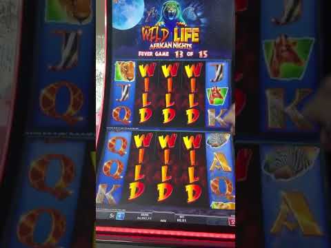 !!INSANE!! 6K$ WILD LIFE SLOT MACHINE BIGGEST ON YOUTUBE 4$ BET