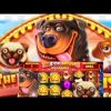 The Dog House || Max Multiple In Screen || Big Win || Indian Slot 🐕🐶🐩🦮🎰🎰🎰🎰