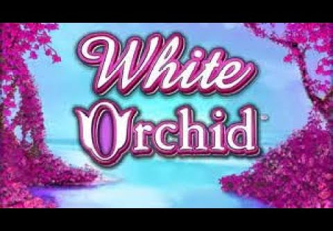 White Orchid Slots Machine – Big Win