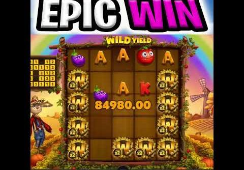 WILD YIELD SLOT RECORD BIG WIN 🔥 OMG SO MANY WILDS ON THE BONUS‼️ #shorts