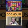 INSANE BIGGEST WIN! 1253X on DOG HOUSE MEGAWAYS Slot ! #gambling #slots #bigwin