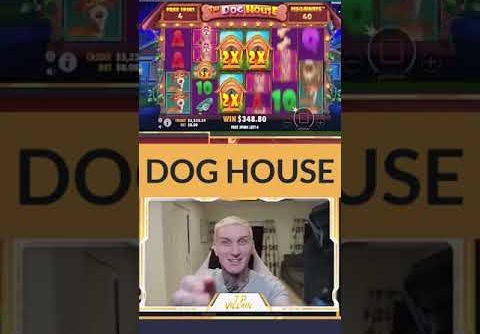 INSANE BIGGEST WIN! 1253X on DOG HOUSE MEGAWAYS Slot ! #gambling #slots #bigwin