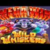 Wild Whiskers NON-STOP BONUS MEGA WIN Chumba Casino