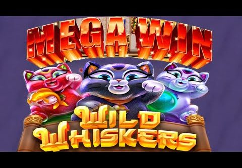 Wild Whiskers NON-STOP BONUS MEGA WIN Chumba Casino