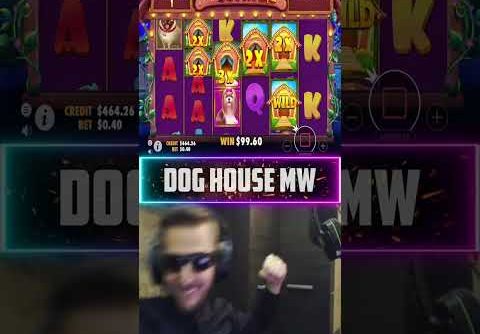 Insane Setup on Dog House mw slot! Record win of the week